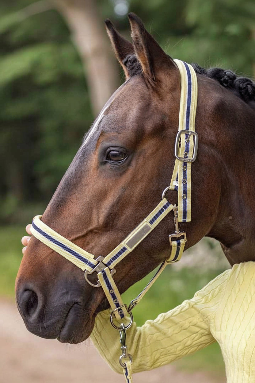 hv polo pferde halfter classic stripe gelb