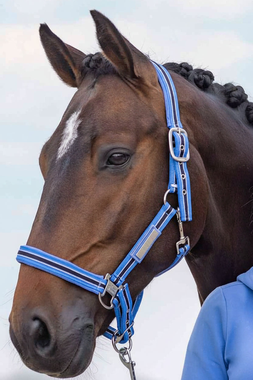 hv polo pferde halfter classic stripe blau
