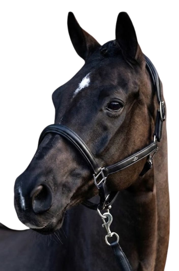 HV Polo Halfter HVPLeather Soft Schwarz