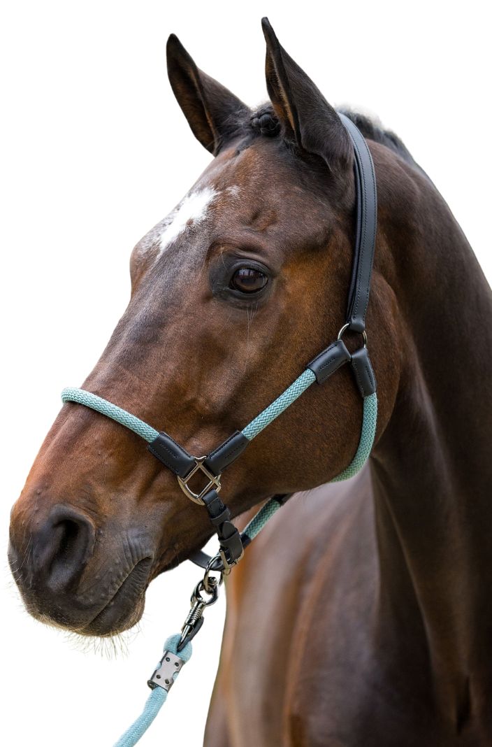 HV Polo Lederhalfter Seilhalfter HVPFranka Aqua Sky