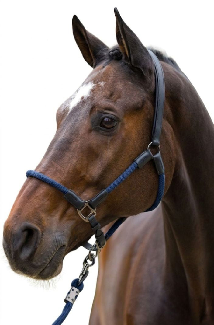 HV Polo Lederhalfter Seilhalfter HVPFranka Navy