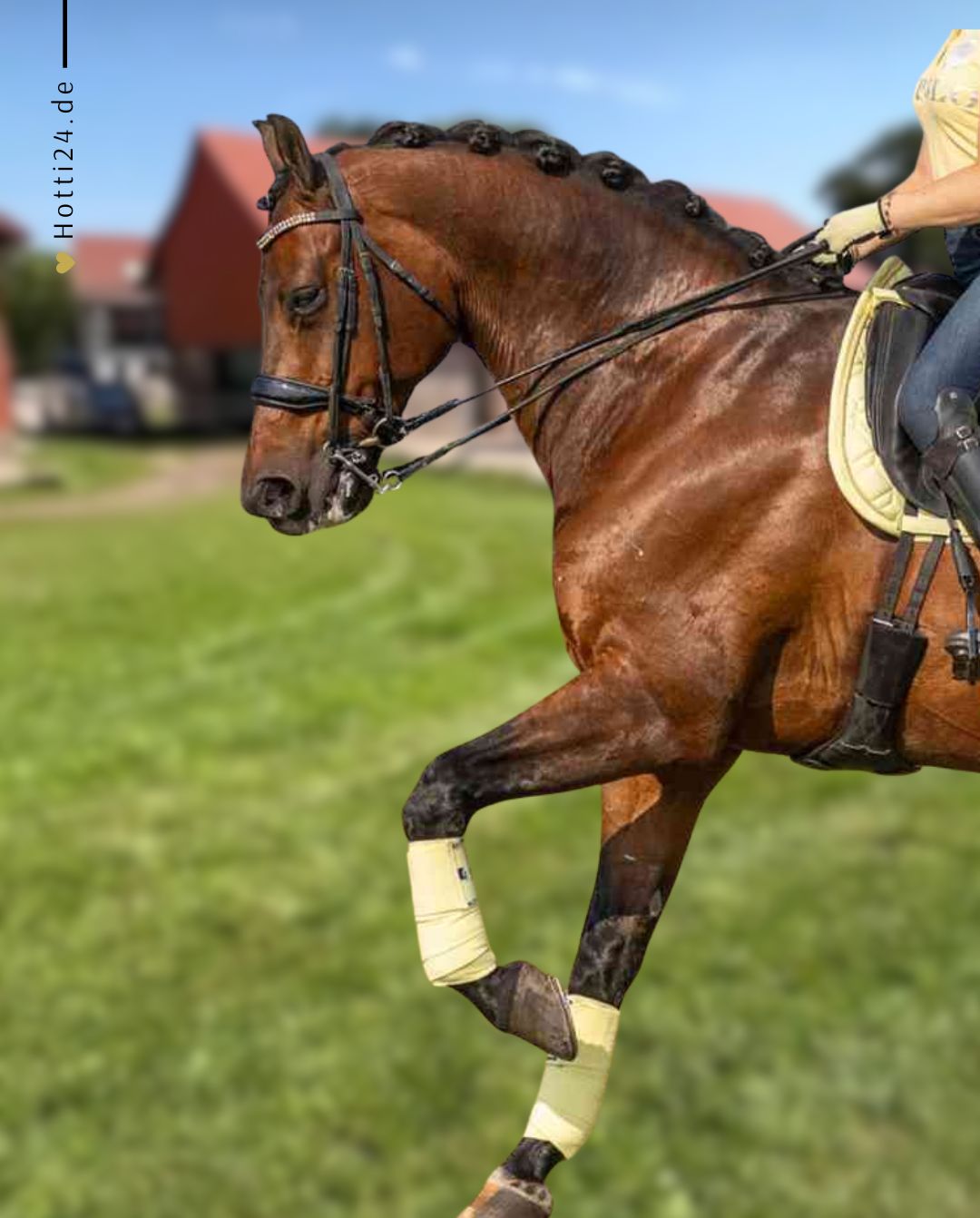HV POLO »Wickelbandagen HVPClassic 4er Set Lemon