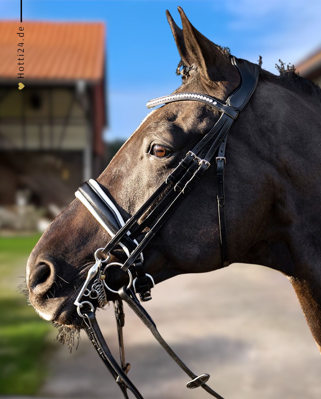 HV POLO »Kandare HVPLegacy de Luxe Black/White