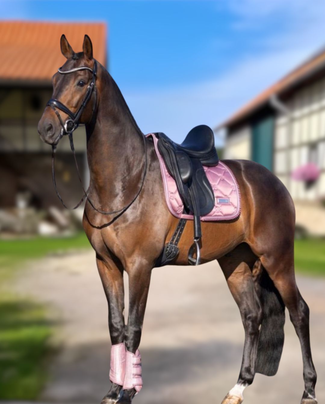 IMPERIAL RIDING »Dressurschabracke IRHLovely Classy Pink