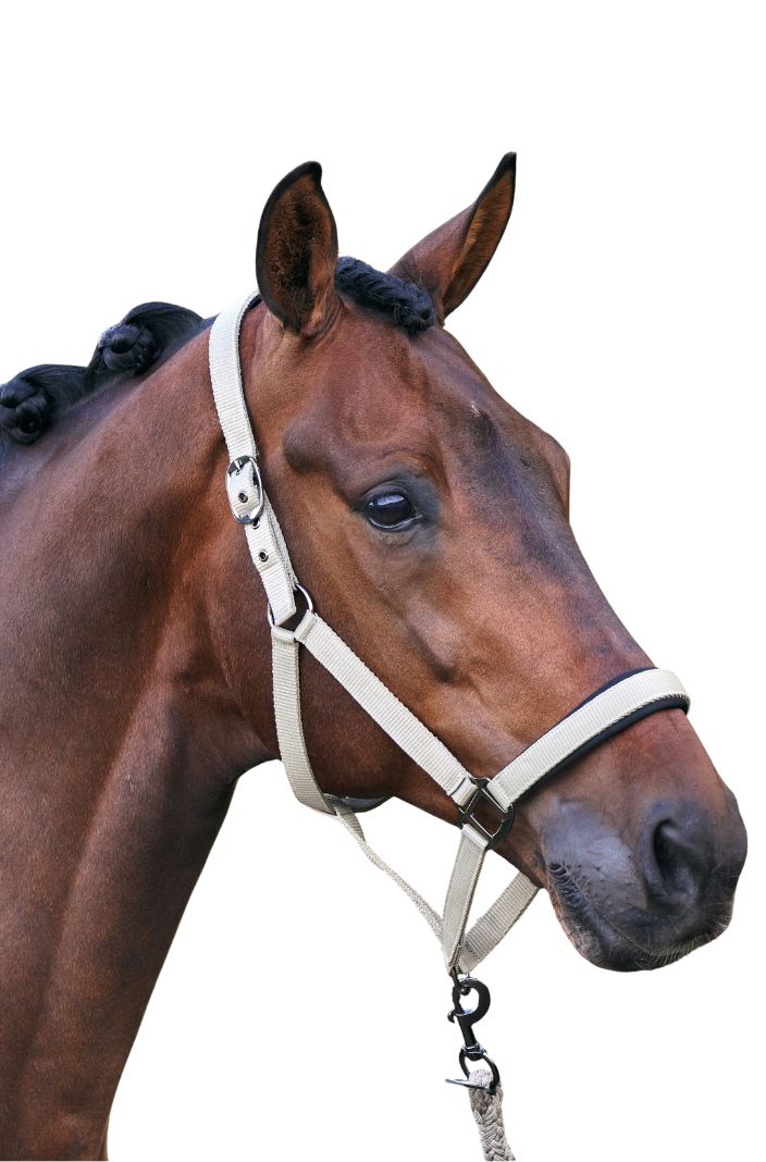 Imperial Riding Halfter IRHClassic Sport Light Olive