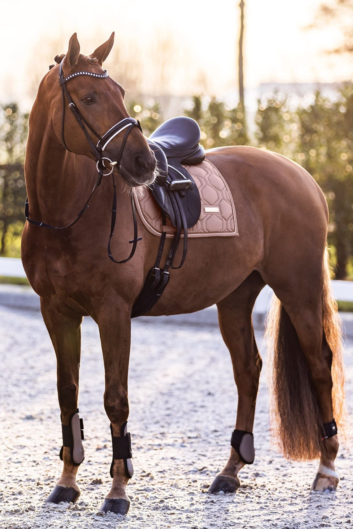 Imperial Riding All Purpose Saddle Pad IRHLovely Pearl Cappuccino