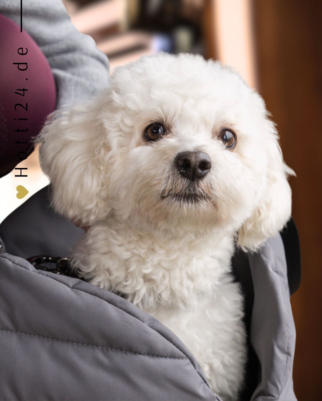 KINGSLAND »Hundetragetasche KLMacey Grey Forged Iron
