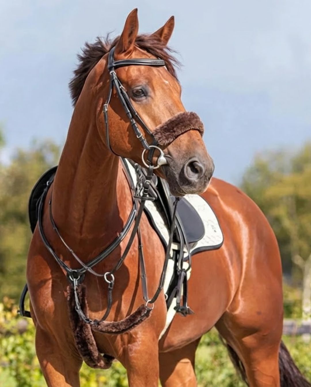 QHP »Vorderzeugschoner Martingal Pelz Brown