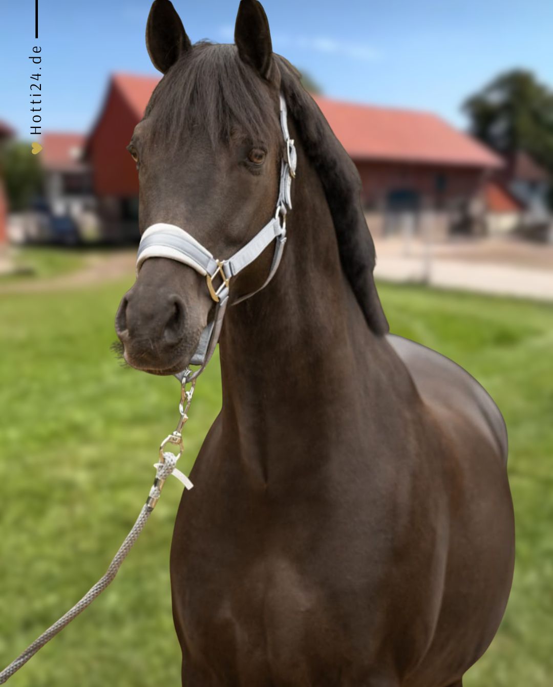 schwarze-equestrian-halfter-set-grey-kaufen-www.hotti24.de