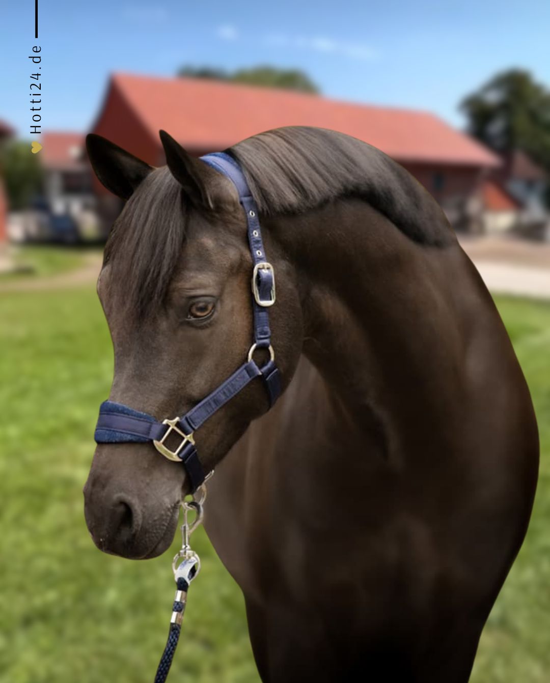 schwarze-equestrian-halfter-set-navy-kaufen-www.hotti24.de