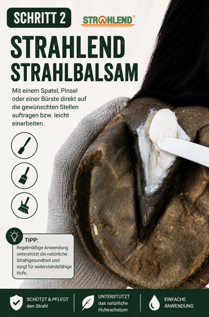 strahlend-pferde-strahlbalsam-strahlfaeule-anwendung-2
