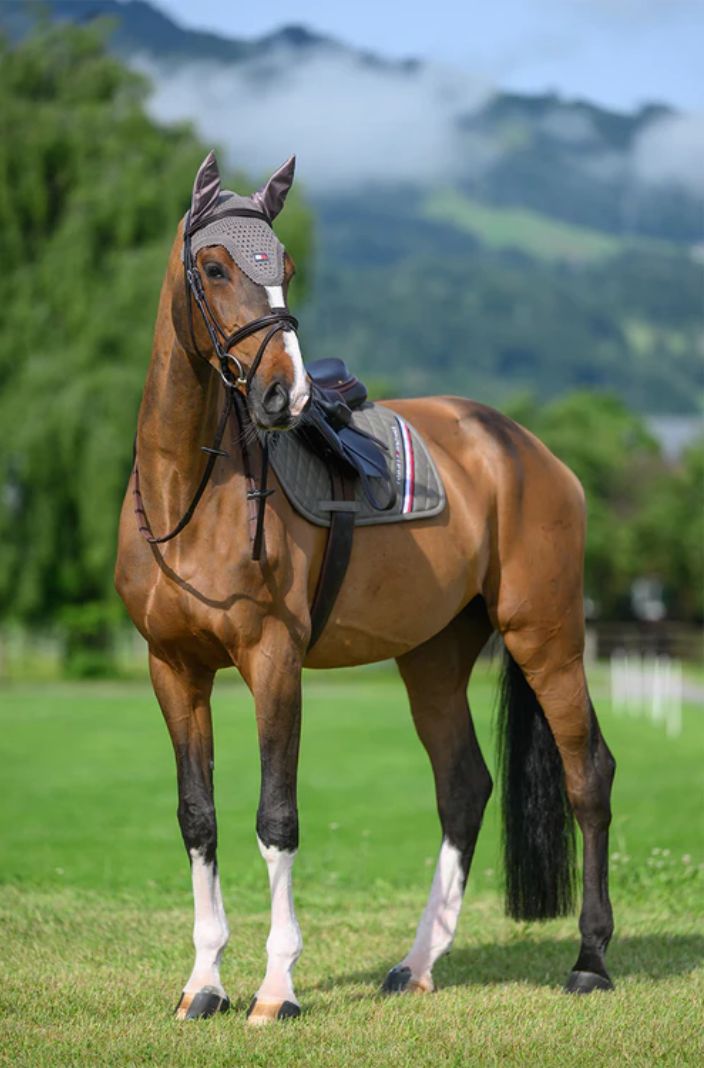 Tommy Hilfiger Equestrian Jumping Saddle Pad Stanford Ash