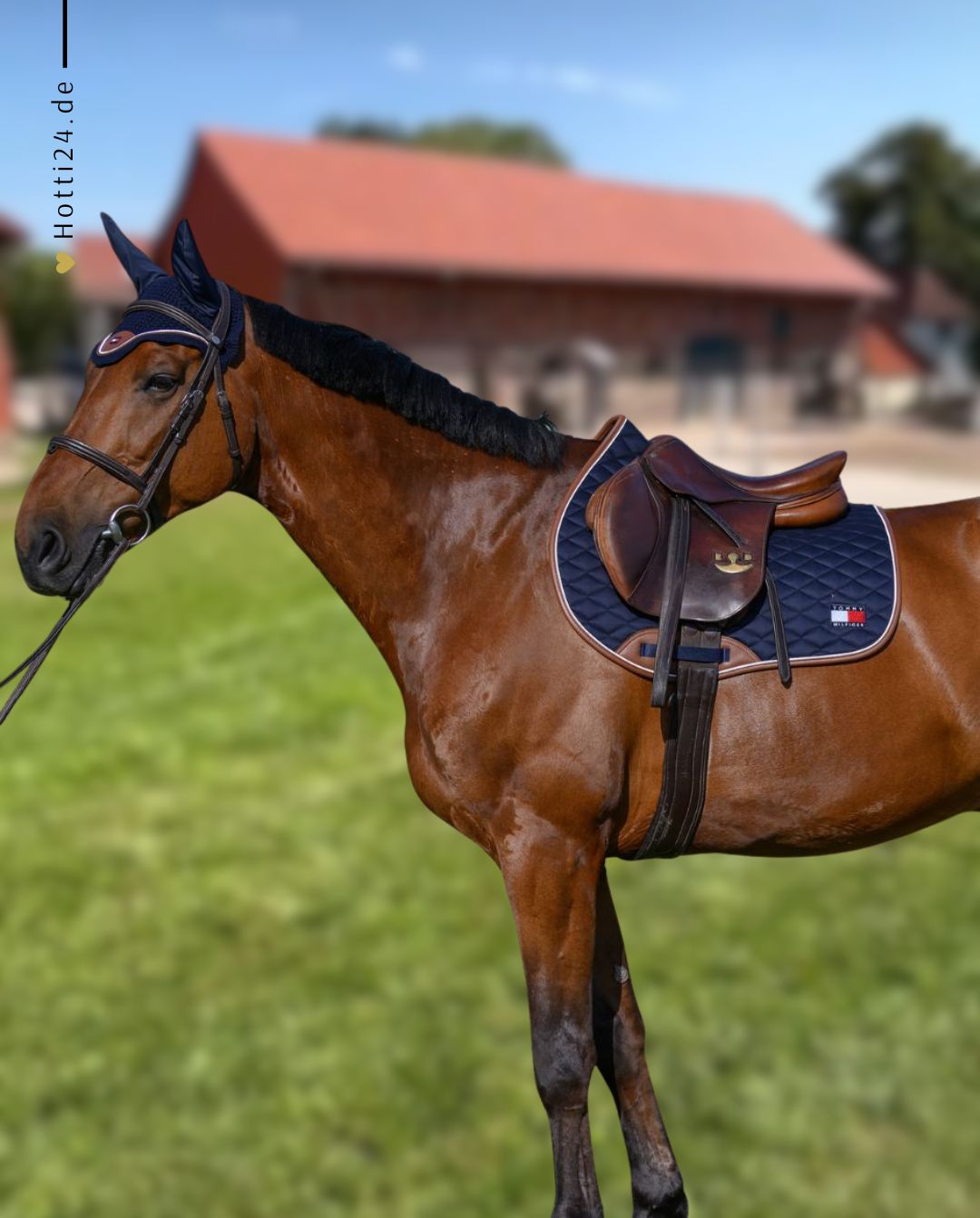 tommy-hilfiger-equestrian-springschabracke-princeton-desert-sky-th15hsap905-004-kaufen-www.hotti24.de