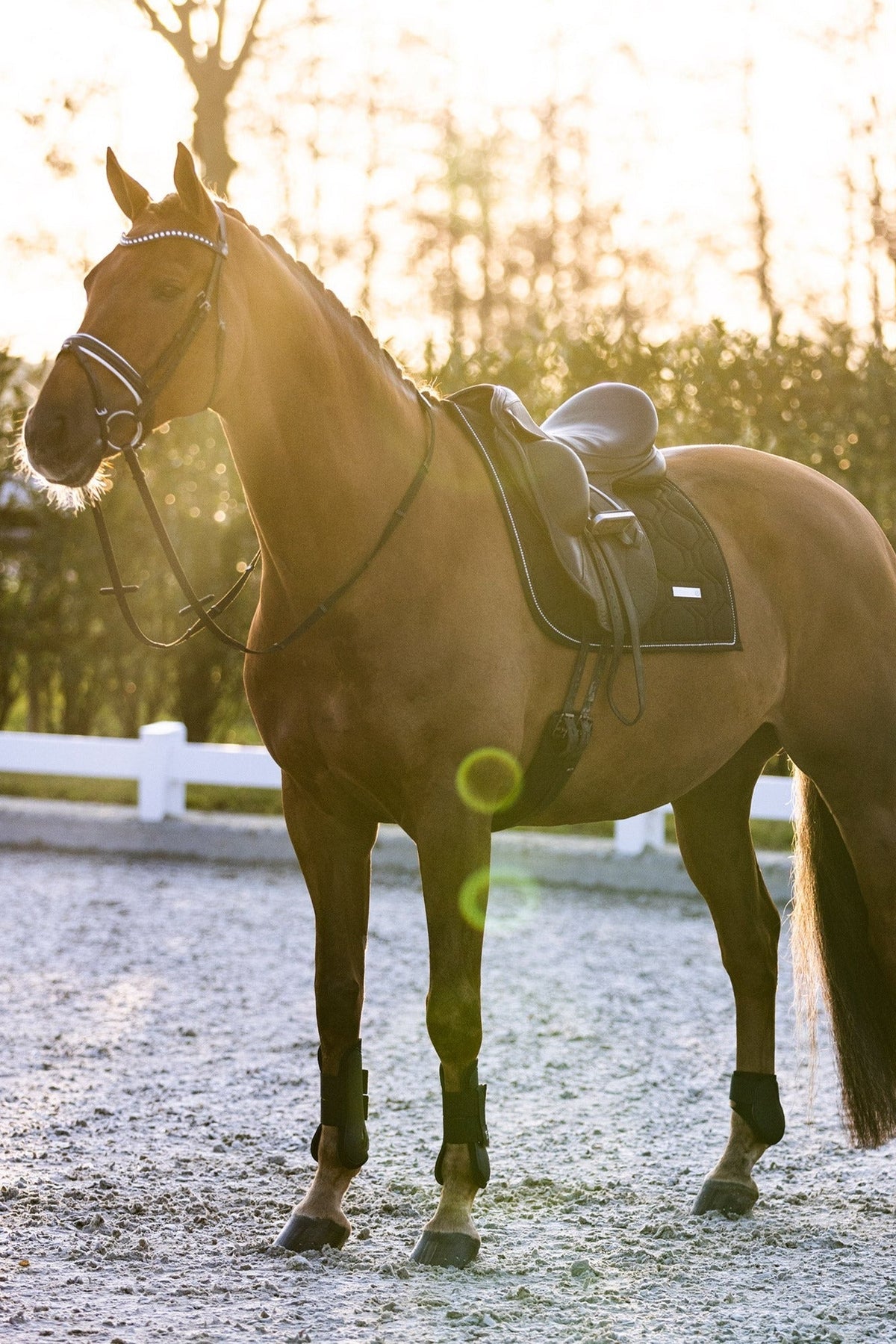 imperial-riding-vielseitigkeitsschabracke-irhlovely-pearl-schwarz-ZT73322000-9000-www-hotti24-de-2